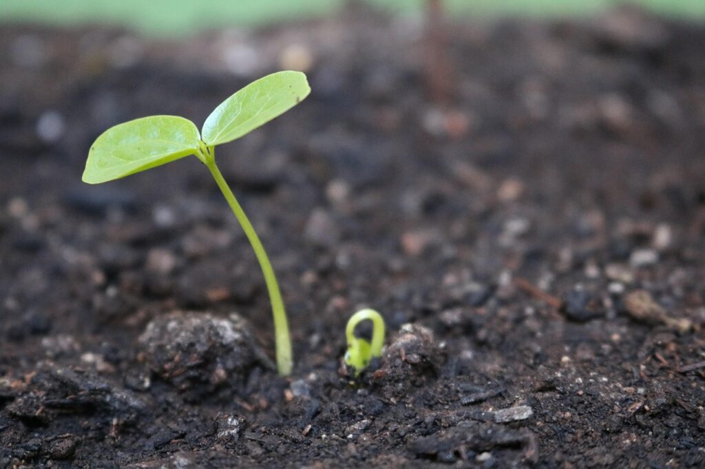 plants, sprouts, growth, nature, brazil, gardening